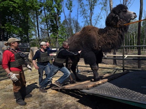 caption: Staff and volunteers load a camel into a vehicle to be evacuated from Feldman Ecopark in Kharkiv, Ukraine, on May 4. The zoo has been shelled repeatedly during the Russian invasion. At least five staff or volunteers were killed and nearly 100 animals at the zoo died as of April.
