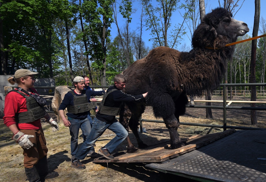 KUOW - War takes a heavy toll on animals too. See how people in Ukraine strive to save them KUOW - War takes a heavy toll on animals too. See how people in Ukraine strive to save them