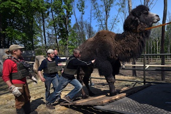 caption: Staff and volunteers load a camel into a vehicle to be evacuated from Feldman Ecopark in Kharkiv, Ukraine, on May 4. The zoo has been shelled repeatedly during the Russian invasion. At least five staff or volunteers were killed and nearly 100 animals at the zoo died as of April.