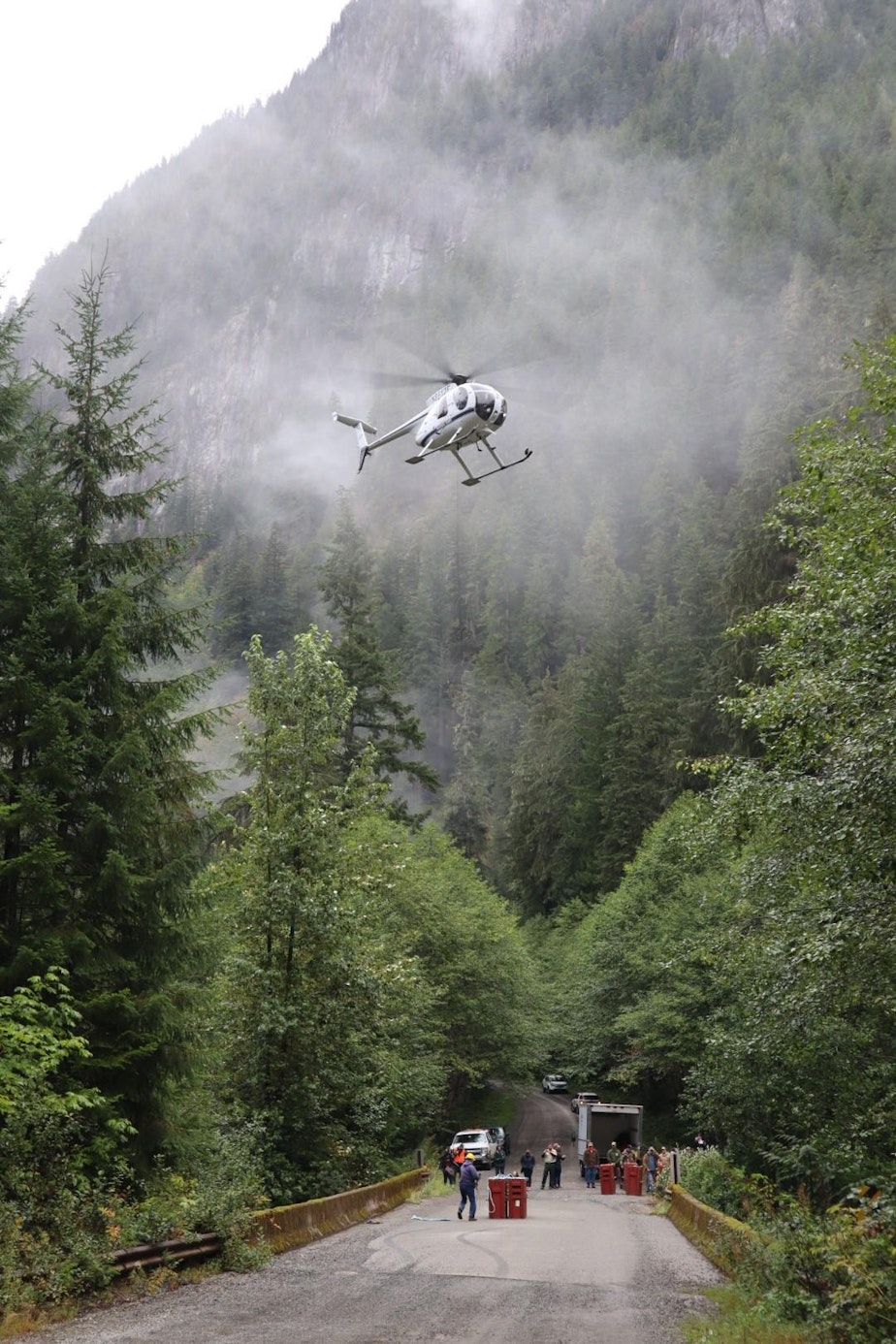 caption: A chartered helicopter carried mountain goats captured the day before in Olympic National Park to their new home on the slopes of Stillaguamish Peak.