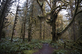 caption: The Hoh Rainforest is shown on Friday, April 5, 2019, on the Olympic Peninsula. 
