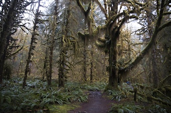 caption: The Hoh Rainforest is shown on Friday, April 5, 2019, on the Olympic Peninsula. 