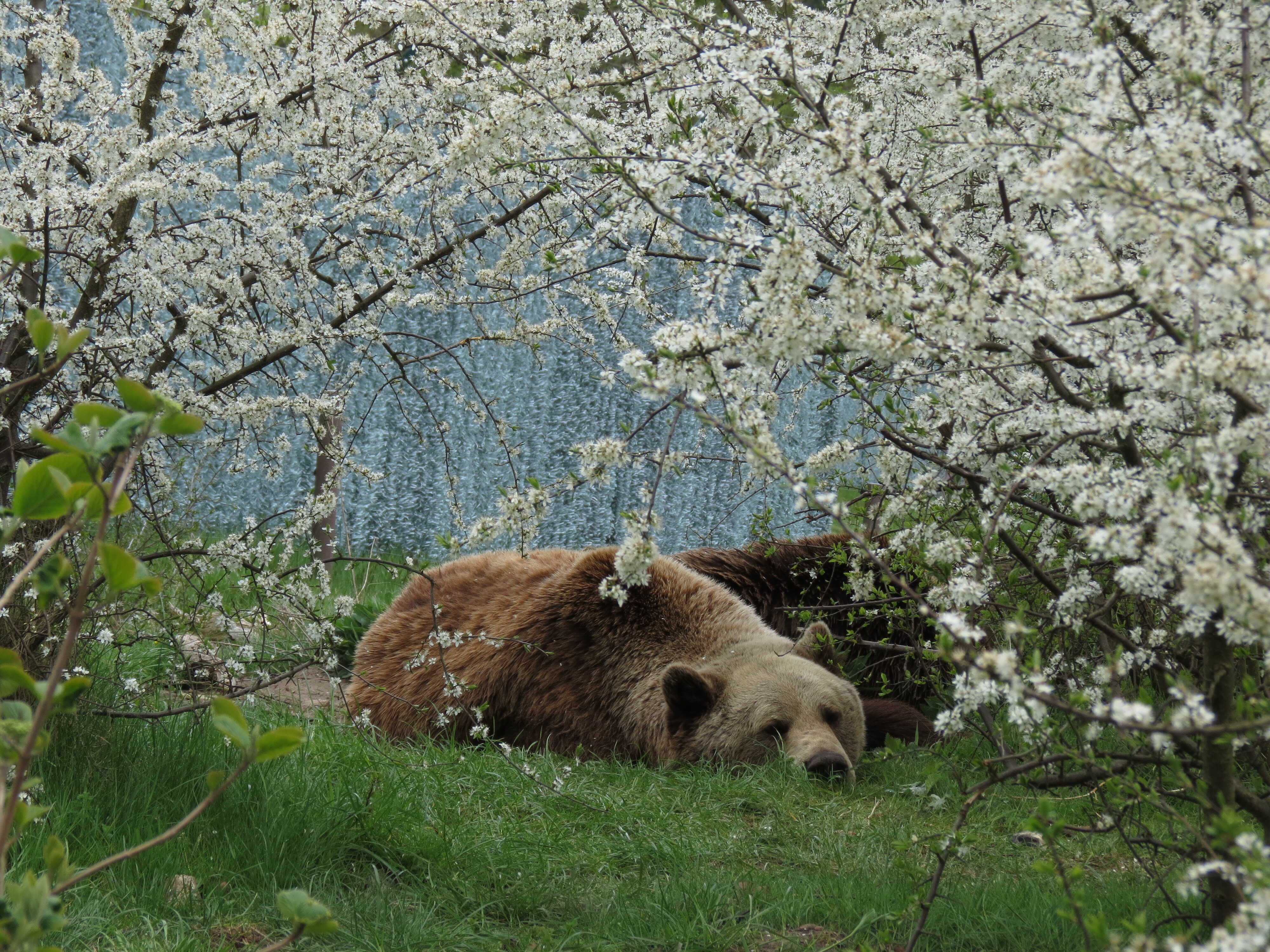 caption: Bear Michal sleeps on the ground at Bear Sanctuary Müritz in Germany in May 2015.