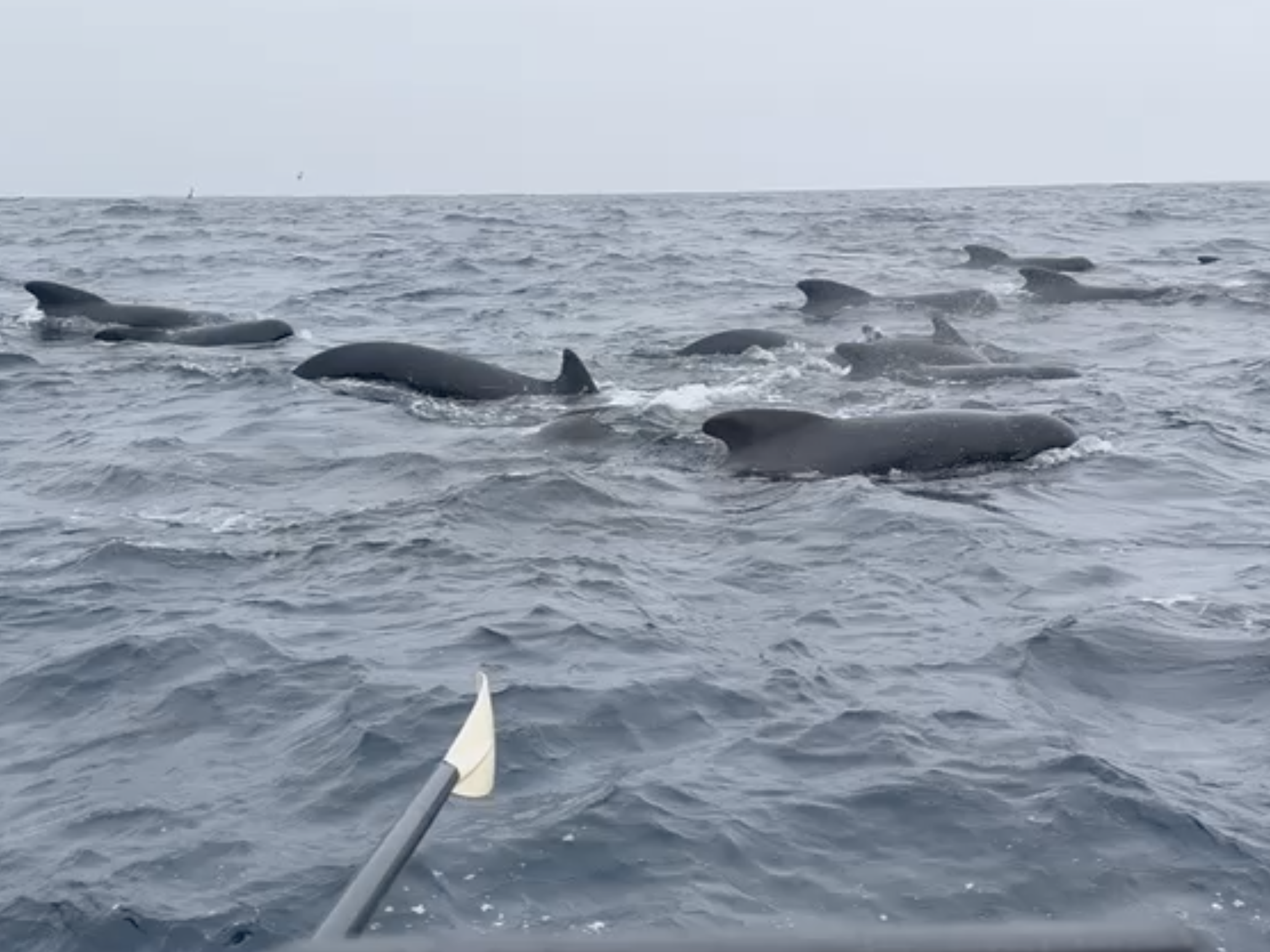 caption: Tom Waddington, who is rowing across the Atlantic Ocean, filmed an hours-long encounter with what he believes were long-finned pilot whales. He enjoyed their visit — until one smacked into his small boat. 