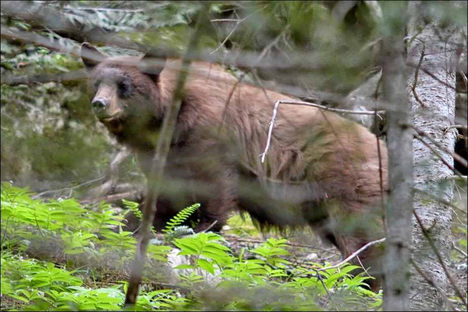 caption: Black bear on the trail west of the old Wellington site near Stevens Pass in 2017.