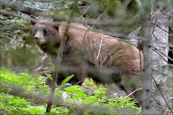 caption: Black bear on the trail west of the old Wellington site near Stevens Pass in 2017.