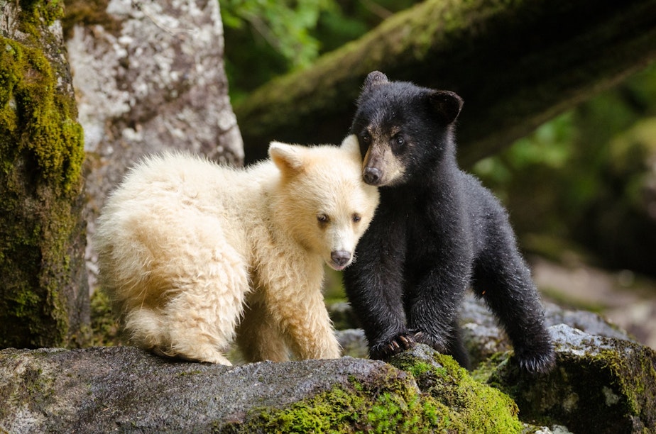 caption: Sibling Spirit Bears huddle together while their mother fishes for salmon. A recessive gene found only in the black bears of British Columbia causes some cubs to be born with white fur. 