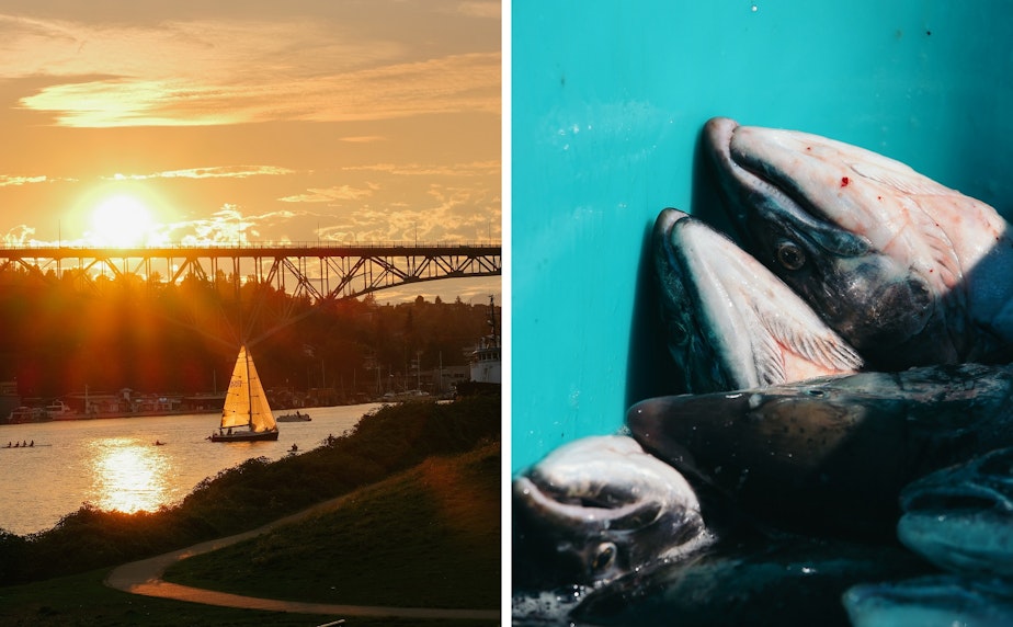 caption: (Left) A sailboat passes by near the Aurora Bridge and Gas Works Park during the Duck Dodge race, September 7. (Right) A night's catch of coho salmon are offloaded at the Fisherman's Terminal, September 24, in Seattle.