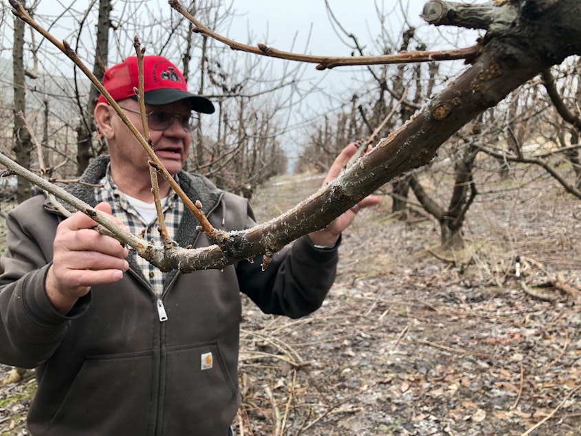 caption: Eric Olson, 75, of Selah, Wash., points out the fruiting wood on his cherry tree. Pruning helps to open the canopy so the fruit can ripen well, and cuts back on fast-growing branches called suckers that can sap the tree's energy away from the valuable fruit.