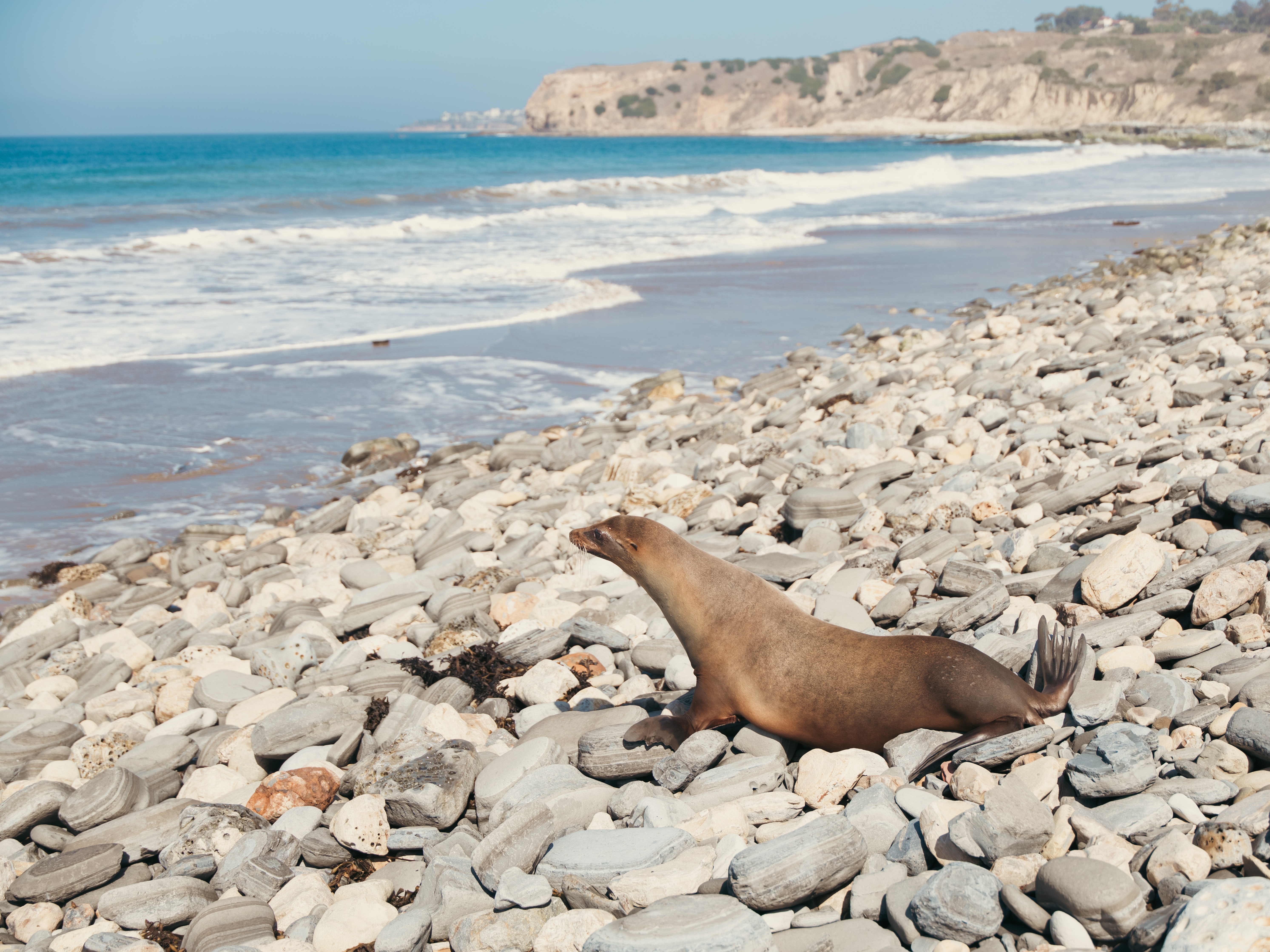 caption: Patchouli is one of the last sea lions released from the Marine Mammal Care Center after a toxic algae bloom in Southern California.