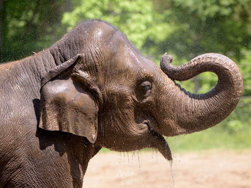 caption: Asian elephant Rani, seen after a bath at the St. Louis Zoo in 2017, died on Friday.