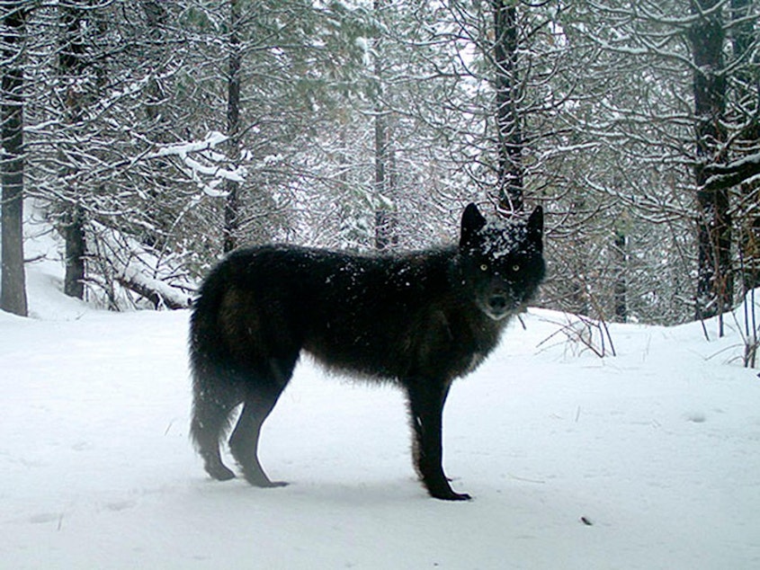 caption: This Feb. 2017, file photo provided by the Oregon Department of Fish and Wildlife shows a gray wolf of the Wenaha Pack captured on a remote camera on U.S. Forest Service land in Oregon's northern Wallowa County. CREDIT: OREGON DEPARTMENT OF FISH AND WILDLIFE/AP