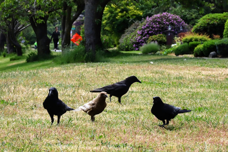 caption: Ferdinand, a Caramel Crow, and neighboring crows on a lawn near Seward park in Seattle. Crows are one of the few animals that can use man-made lawns as a food source.