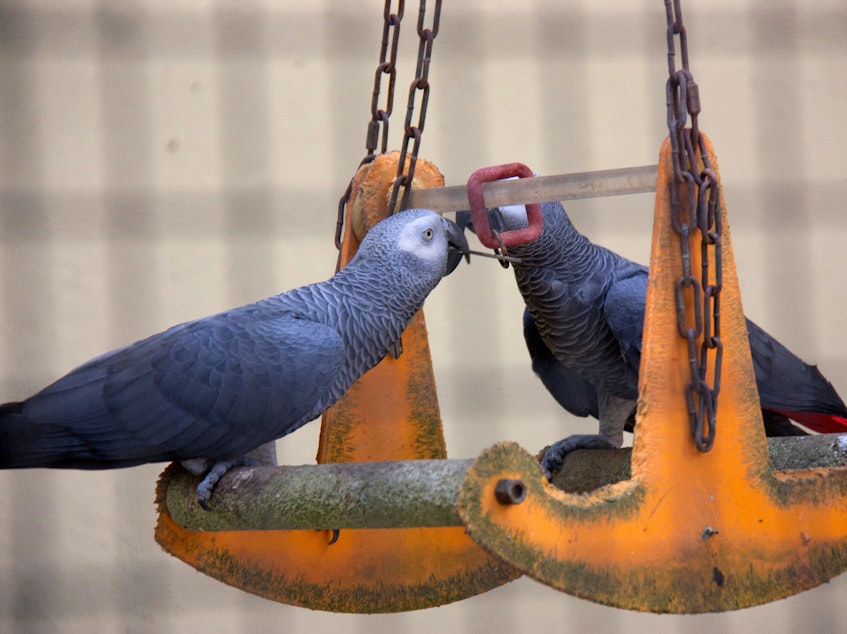 caption: Recent research has explored "helping" behavior in species ranging from nonhuman primates to rats and bats. To see whether intelligent birds might help out a feathered pal, scientists did an experiment using African grey parrots like these.