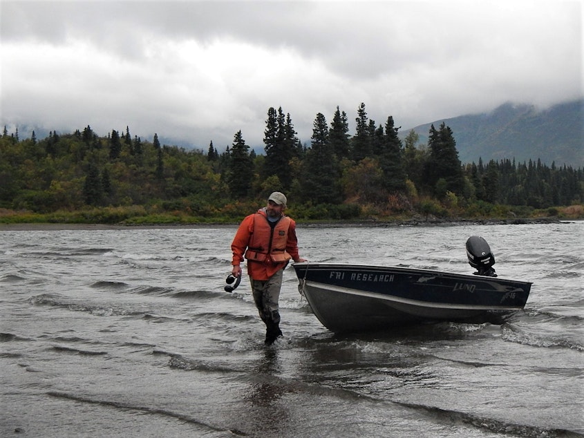 caption: University of Washington biologist Daniel Schindler hauls a skiff ashore on Lake Nerka.