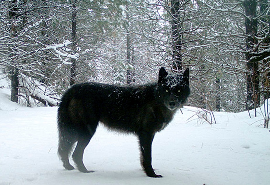 caption: A gray wolf in Oregon's northern Wallowa County in February 2017. Officials in Oregon are asking for help locating the person or persons responsible for poisoning an entire wolf pack in the eastern part of the state earlier this year.