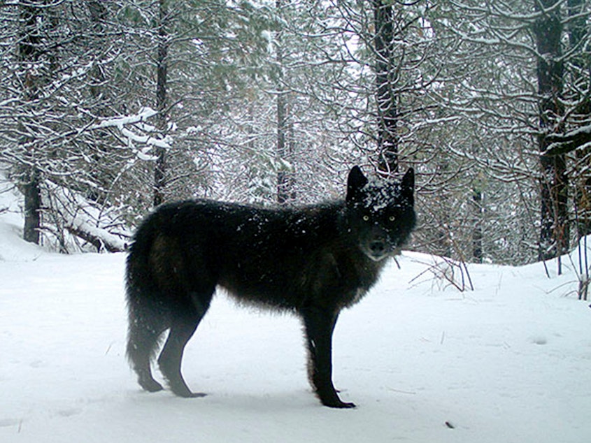 caption: A gray wolf in Oregon's northern Wallowa County in February 2017. Officials in Oregon are asking for help locating the person or persons responsible for poisoning an entire wolf pack in the eastern part of the state earlier this year.