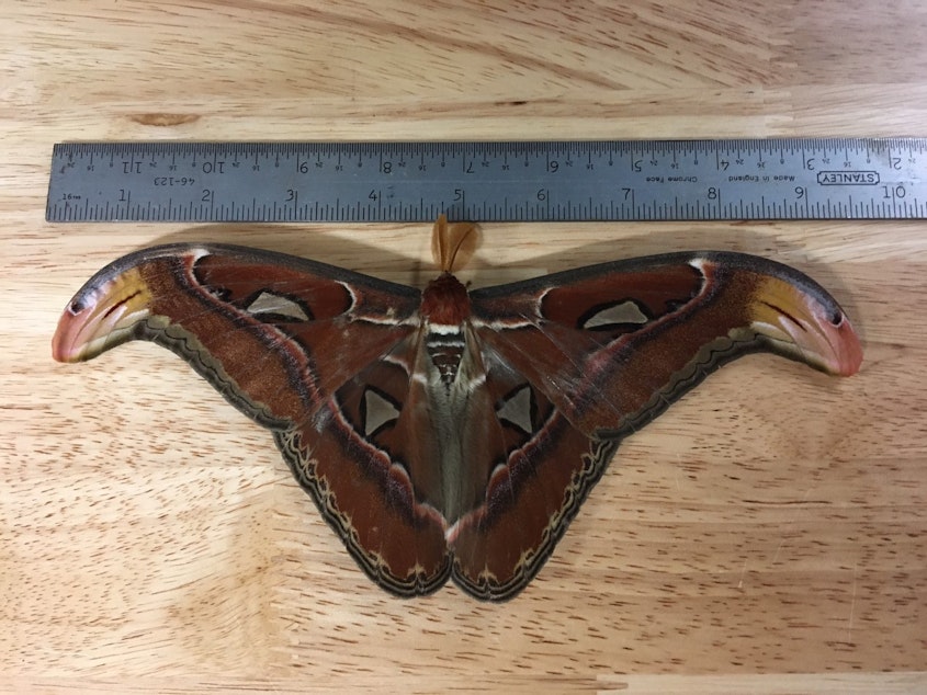 caption: The Atlas moth, nearly 10 inches wide, that turned up in Bellevue, Washington, in July