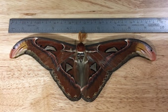 caption: The Atlas moth, nearly 10 inches wide, that turned up in Bellevue, Washington, in July