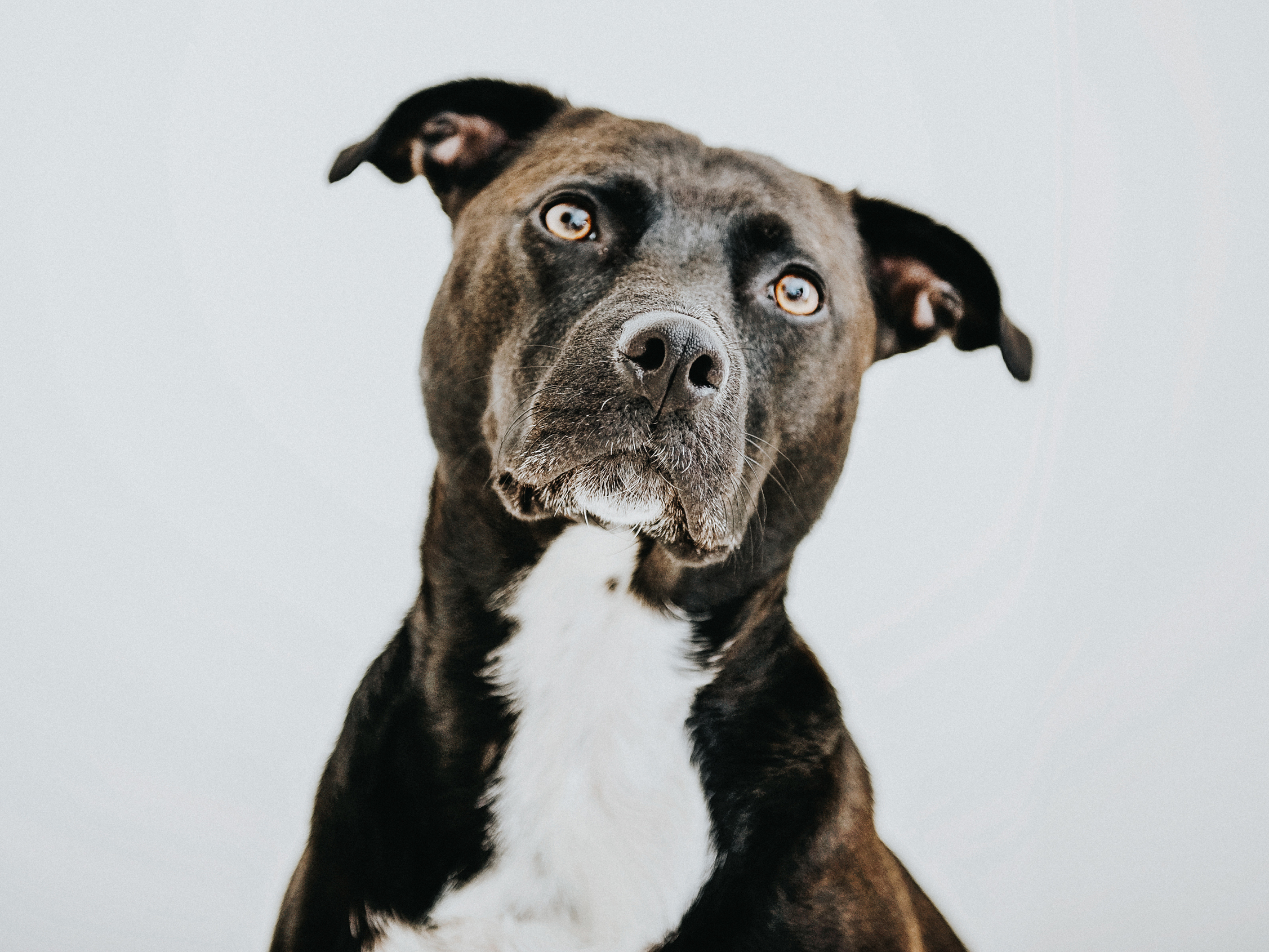 caption: For owners of rescue dogs of mixed breed heritage, it can be tempting to buy a DNA kit to get intel on your pup's ancestry.