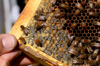 caption: Bees crawl over larvae on a hive frame. The larvae are especially vulnerable to pests like Varroa mites.