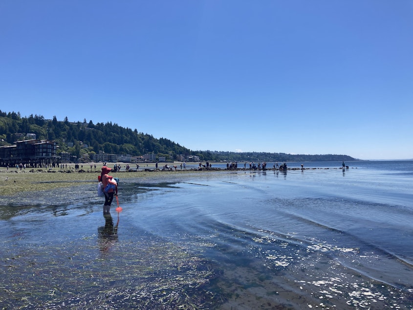 caption: Dozens of people visit Constellation Park during low tide on June 25, 2021. The receded waterline exposed marine life, including a field of kelp and Christmas anemones. 