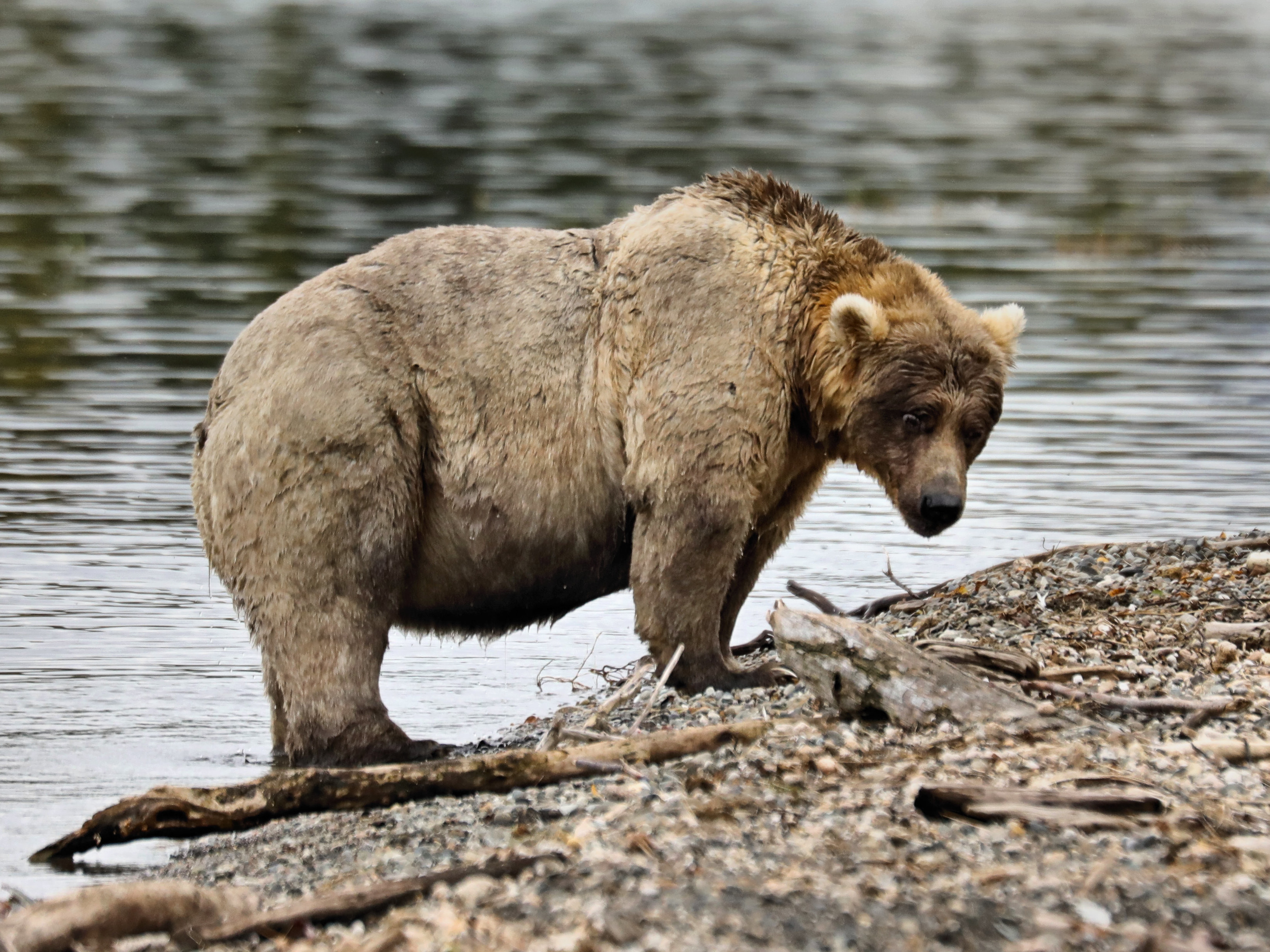 caption: Bear 435 Holly is photographed at Katmai National Park and Preserve in Alaska.