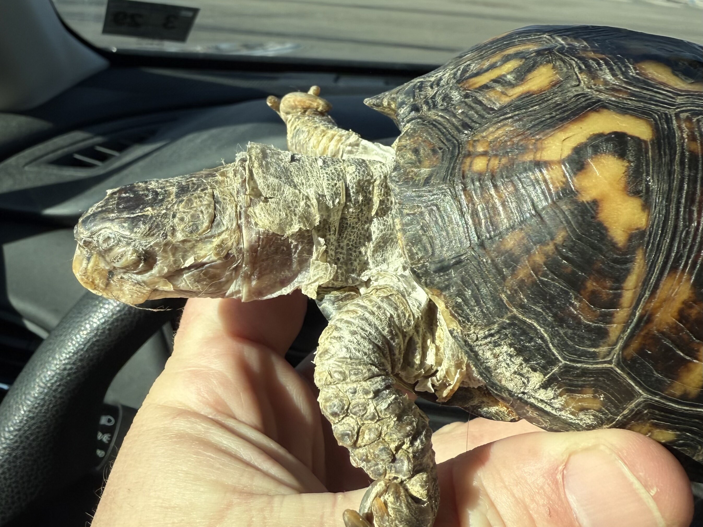 KUOW - For 50 years, Rockalina the turtle lived on a kitchen floor 