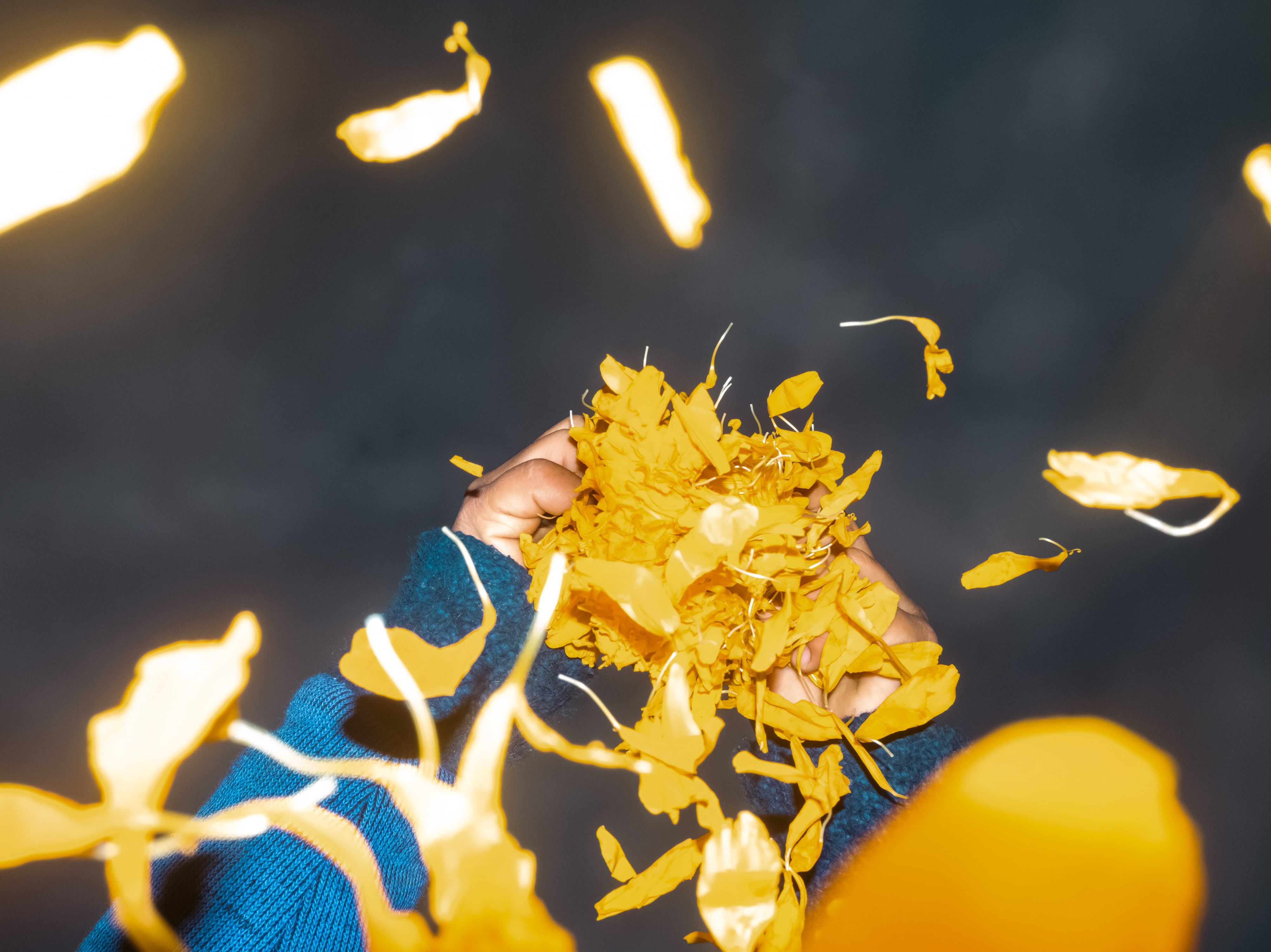 caption: Alonso, hijo de Maria Fernanda Hérnandez, deshojando una flor Cempasúchil durante los días de cosecha en San Fúlix Hidalgo, Puebla México.