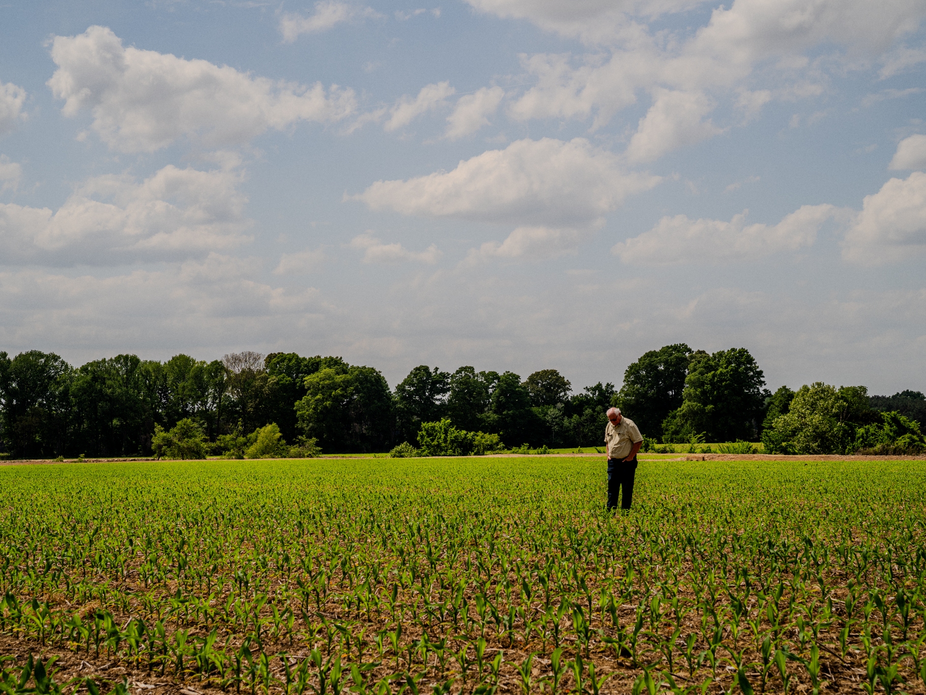 caption: Sledge Taylor, 73, walks his corn fields just outside Como, Miss. on Friday, April 17, 2026. The corn stalks are currently between vegetative stages known as V3 and V5, normally when Taylor would be applying nitrogen fertilizer. But he said he may not do it this year because of the cost of fertilizer.