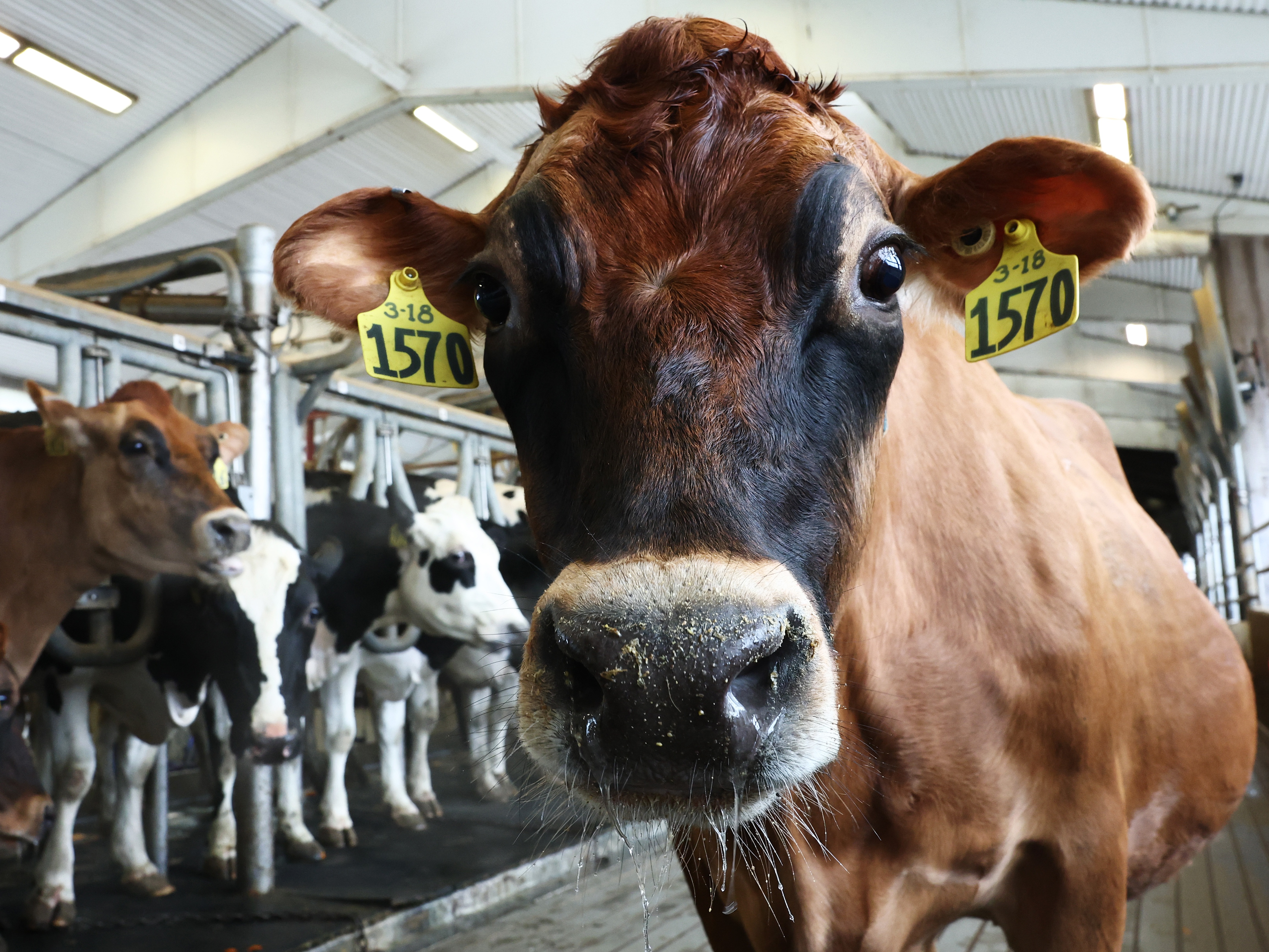 caption: Cows are milked at the Cornell Teaching Dairy Barn at Cornell University on Dec. 11, 2024, in Ithaca, N.Y., shortly after the U.S. Department of Agriculture issued a federal order requiring testing of the nation's milk supply amid increasing concerns over avian flu.