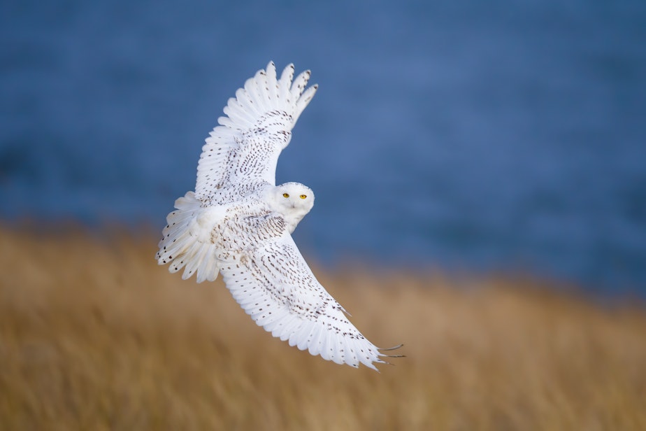 caption: This snowy owl just came by to say hey.