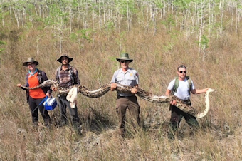 caption: On Friday, Big Cypress National Preserve announced in a post to Facebook that its team of researchers had discovered a 17-foot python, the largest one ever to be removed from the swamp.