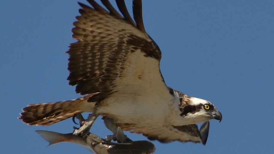 caption: An osprey soars with a fish in its talons. Research by the U.S. Geological Survey says osprey are among the species harmed by contaminants in the lower Columbia River.