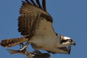 caption: An osprey soars with a fish in its talons. Research by the U.S. Geological Survey says osprey are among the species harmed by contaminants in the lower Columbia River.