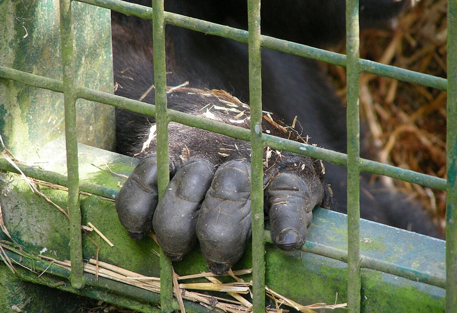 caption: A gorilla at Port Lympne Wild Animal Park.