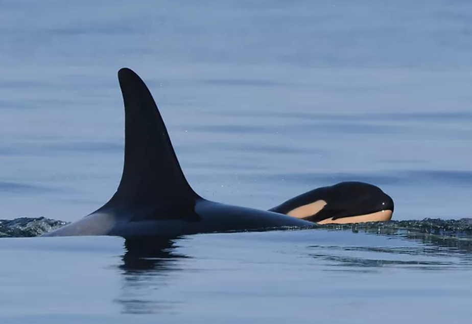 caption: This photo, from the Center for Whale Research, shows J57, a healthy baby orca, and his mother, J35. Scientists believe that he was born on September 4, 2020.
