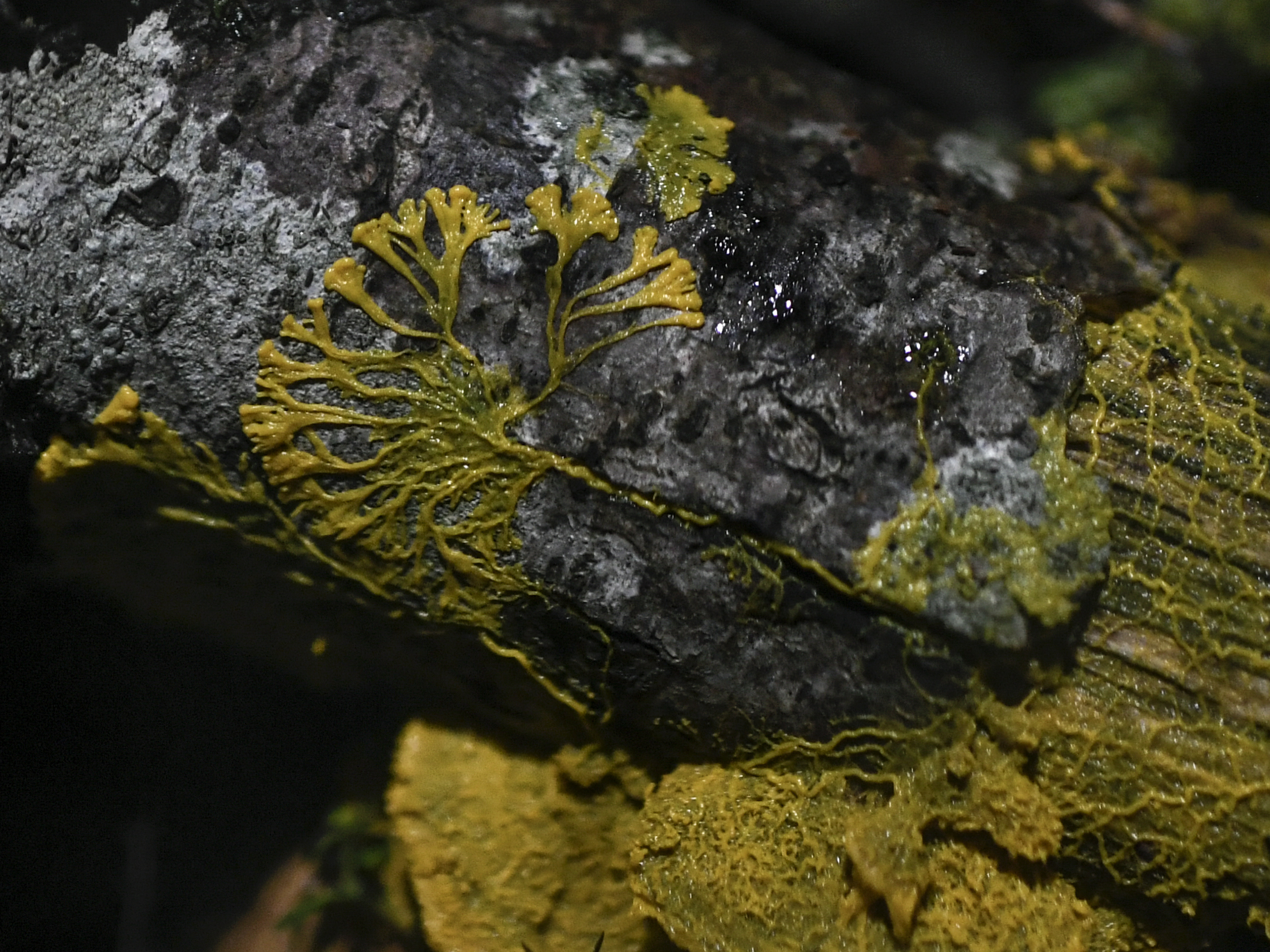 caption: The Paris Zoological Park is home to <em>Physarum polycephalum,</em> better known as "the blob," a unicellular organism capable of learning despite its lack of neurons.