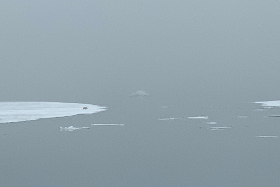 caption: A polar bear stands at an icy edge off the archipelago of Svalbard.