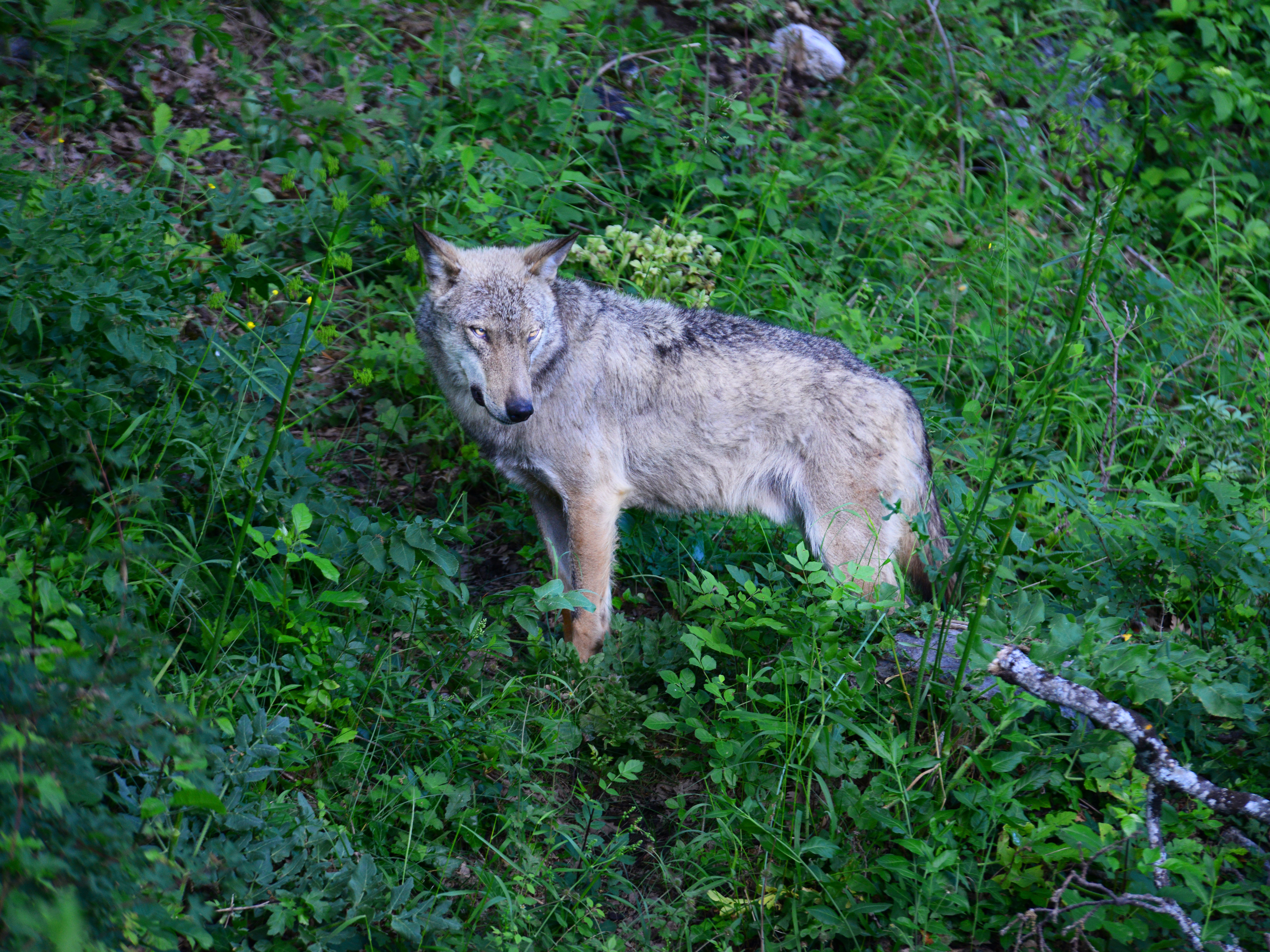 caption: In the visitor center in the town of Civitella Alfedena inside Italy's National Park of Abruzzo, Lazio, and Molise, you can see wolves rescued inside the park.