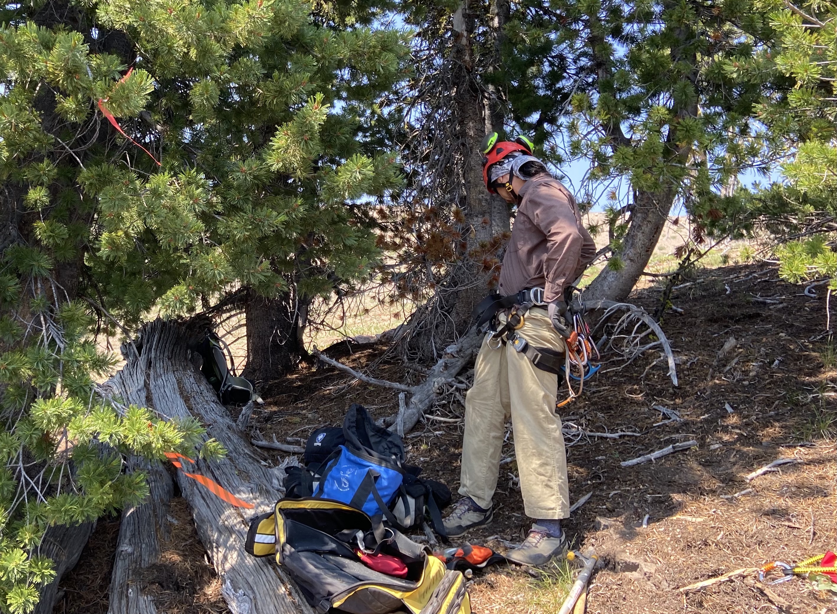 caption: Tree climber Phil Chi does one last safety check before he climbs to the top of a whitebark pine tree.