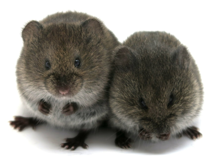 caption: Prairie voles do not need oxytocin to form pair bonds, a new study finds.
