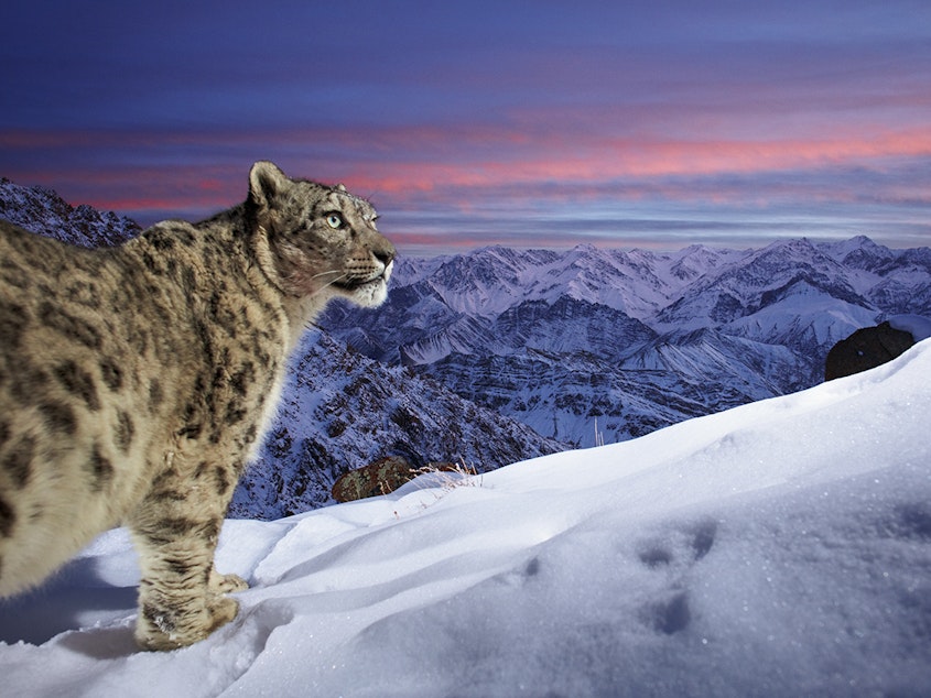 caption: Sascha Fonseca captured this image during a three-year bait-free camera-trap project in Leh, Ladakh, India, high in the Indian Himalayas. Because of their remote habitat, they  are one of the most difficult large cats to photograph in the wild.