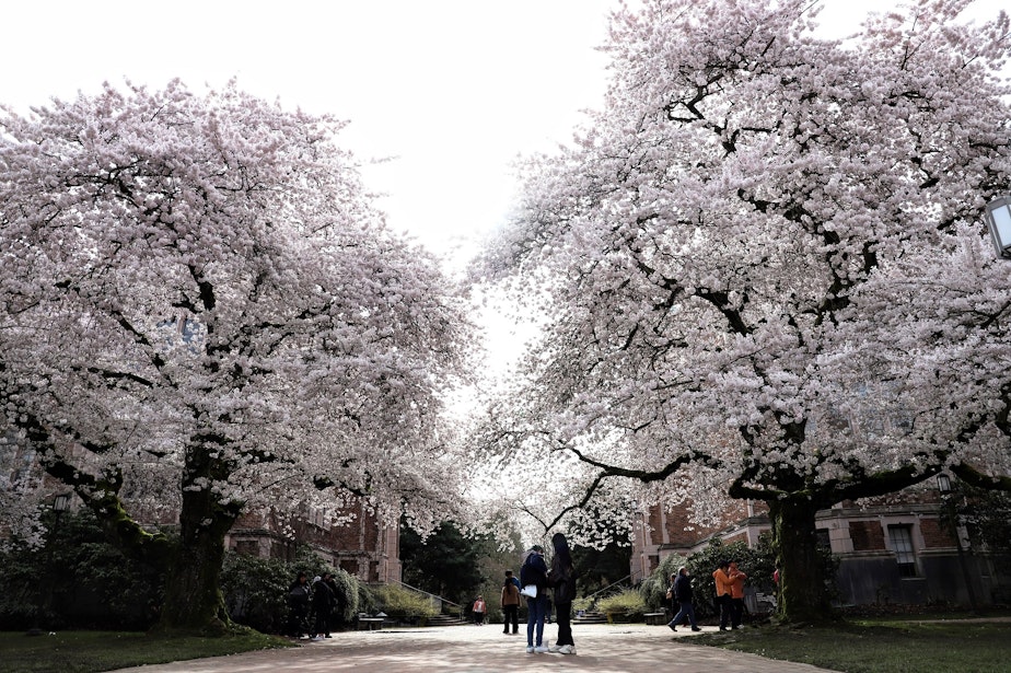 caption: Cherry blossoms on the University of Washington's Quad, on March 23, 2022. The 29 trees are typically in bloom the third week of March.