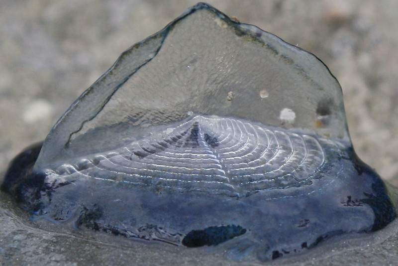 velella