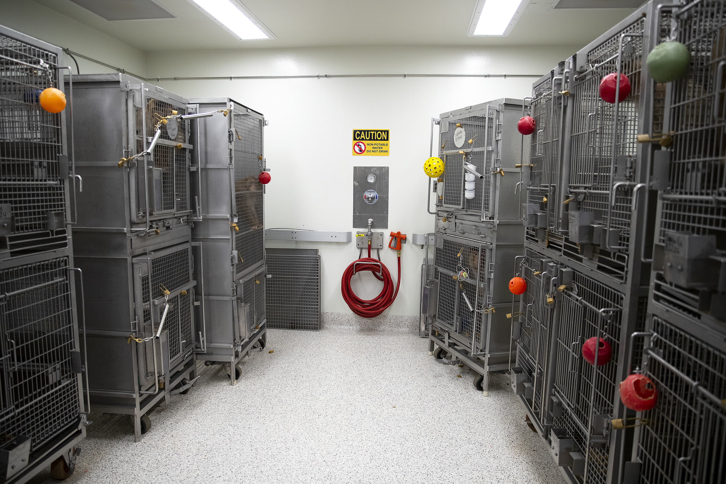 caption: Pig-tailed macaque enclosures are shown on Thursday, Aug. 21, 2025, at the Washington National Primate Research Center on the University of Washington campus in Seattle. 