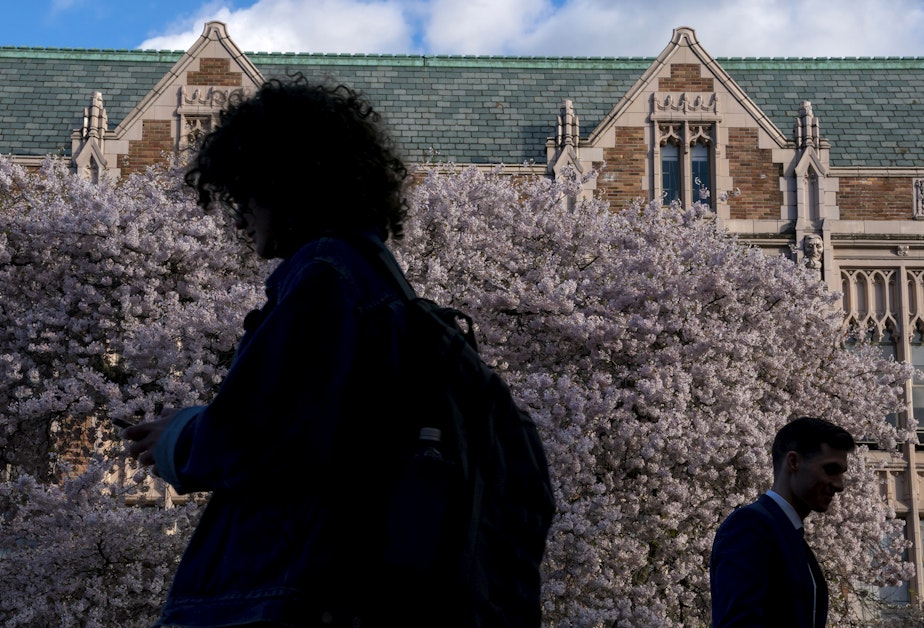 caption: Visitors are silhouetted against cherry trees blossoming at the University of Washington campus Wednesday, April 12, 2023, in Seattle.