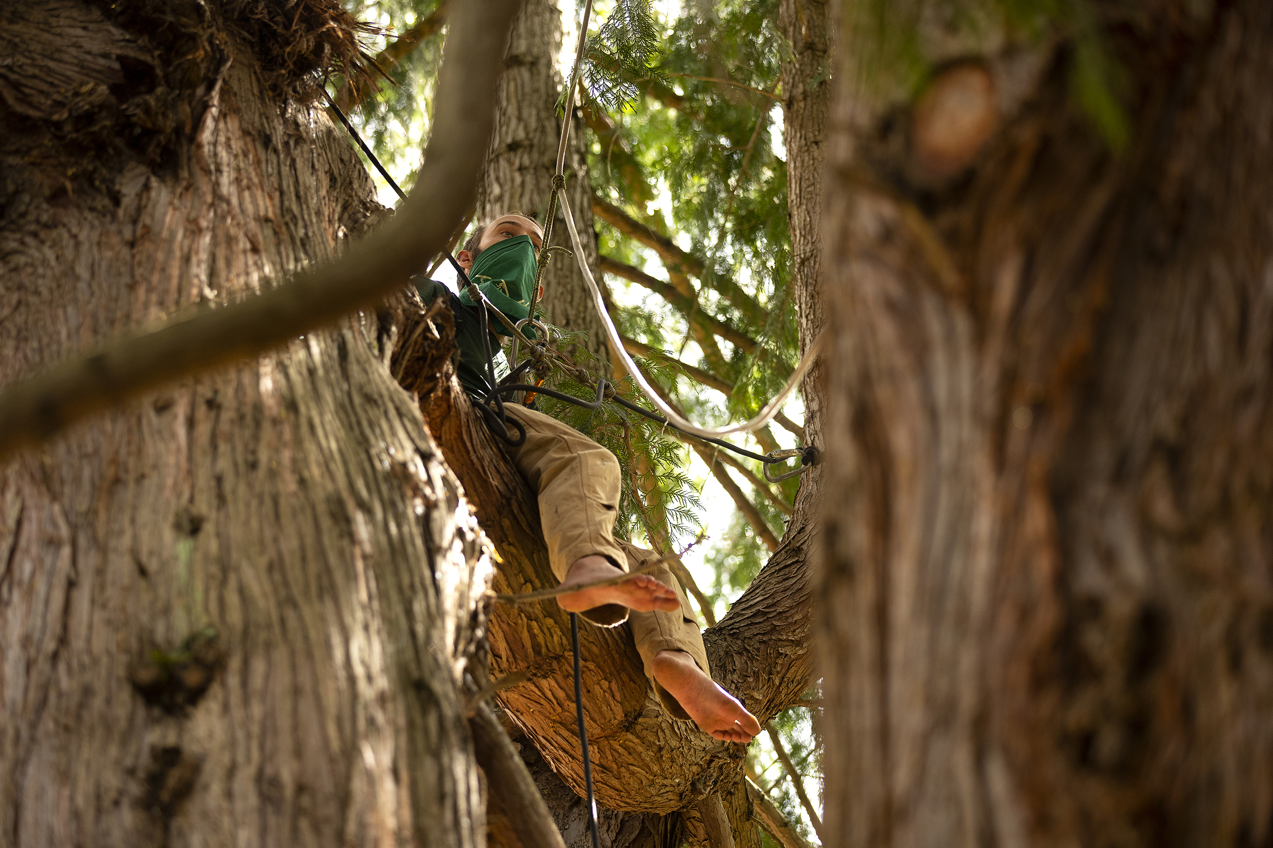 KUOW - Tree-sitter seeks to save 'exceptional tree' in Seattle