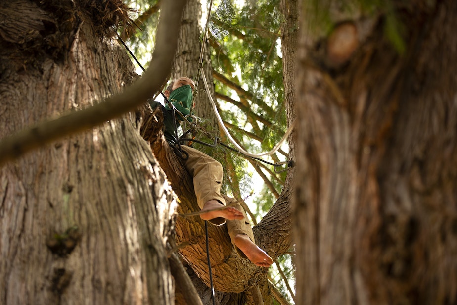 caption: An activist tree sitter who goes by the name Droplet sits in a roughly 200-year-old cedar tree that was slated to be cut down for a development project, on Monday, July 17, 2023, in the Wedgwood neighborhood of Seattle. Droplet has been tree sitting since early Friday morning, and plans to stay there until the cedar is no longer under threat. “It’s an egregious example of humans relating poorly with our fellow living beings,” said Droplet. “We’re not going to let that happen.” 