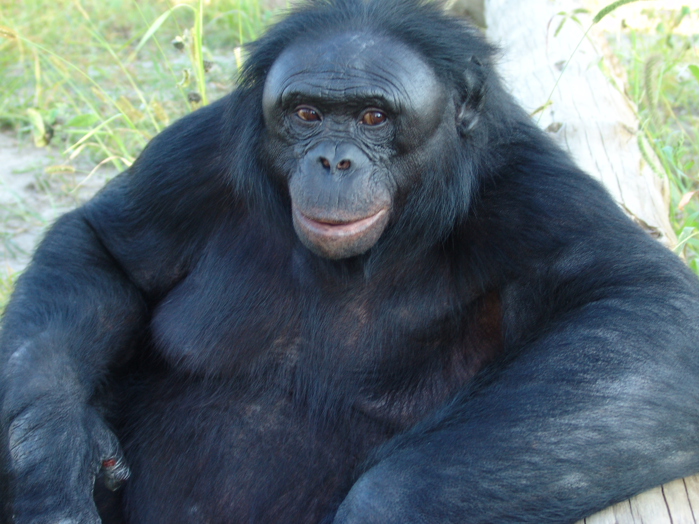 caption: Kanzi, whose name means "treasure" in Swahili, was born in 1980 and died in 2025 at the age of 44. His favorite food was onions and his favorite game was chase.